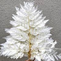 Prefleur vraies fougères blanches stabilisées préservées bricolage artisanat guirlandes de mariage décorations pour la maison Bouquets Graduation Halloween Pâques