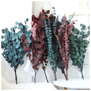Hojas <span class=keywords><strong>de</strong></span> Eucalipto Plateado Preservadas al por Mayor, Ramillete <span class=keywords><strong>de</strong></span> 70 cm para Decoración del Hogar en Halloween y Graduación - Product Image 1