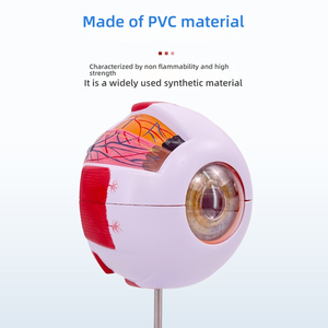 Modelo de Ojo Humano Desmontable para Enseñanza Médica, Simulación de Ojo <span class=keywords><strong>Infantil</strong></span> con Aumento de 6x, Estructura Anatómica - Product Image 5
