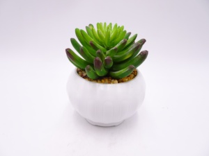 <span class=keywords><strong>Giardino</strong></span> di casa desktop decor mini <span class=keywords><strong>piante</strong></span> <span class=keywords><strong>grasse</strong></span> succulente <span class=keywords><strong>in</strong></span> <span class=keywords><strong>vaso</strong></span> artificiale con la Simulazione di carne bacino di ceramica - Product Image 5