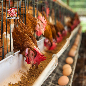 กรงเลี้ยงไก่ไข่แบบอัตโนมัติ 3-6 ชั้น แบบ H สำหรับฟาร์มสัตว์ปีก - Product Image 4