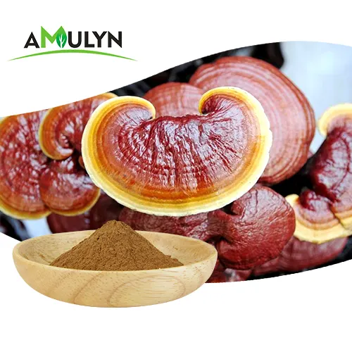 USDA organic herb ganoderma lucidum lingzhi reishi mushroom extract powder for health care