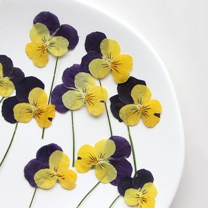 Viola del pensiero con rami fiori secchi in rilievo materiali fai da te cornice di foto epossidica segnalibro pianta esemplare - Product Image 1