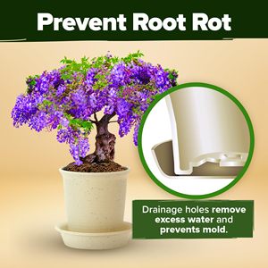 Premium 4 <span class=keywords><strong>Bonsai</strong></span> Arbres Starter Kit Jardinage Plante Cadeau pour Usage Domestique pour Débutants et Jardiniers Comprend Fleur Artificielle - Product Image 6