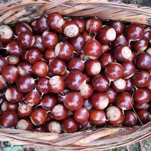 מתוק טעים ming laybank ערמונים סינית עגולים 500g כיתה תיבת אריזה קוג 'יאן סין 20 ימים חיי מדף - Product Image 1