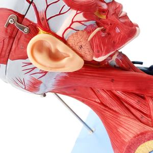 Modelo anatómico de <span class=keywords><strong>cabeza</strong></span> <span class=keywords><strong>y</strong></span> <span class=keywords><strong>cuello</strong></span> humano Modelo anatómico del cerebro - Product Image 5