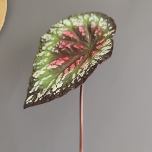 Venta al por mayor de ramas de Caladium artificial, hojas grandes variegadas y <span class=keywords><strong>negras</strong></span> mate, follaje artificial para suministros florales a granel - Product Image 1