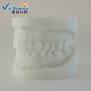 Modèle d'apprentissage pour enfants, modèle de <span class=keywords><strong>dentition</strong></span> en aluminium blanc, dents humaines, anatomie dentaire pour l'éducation scientifique médicale - Product Image 6