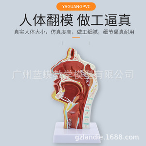 Secciones patológicas de la cavidad nasal, faringe, orofaringe, laringo-faringe, cavidad nasal y cavidad oral; modelo anatómico - Product Image 5