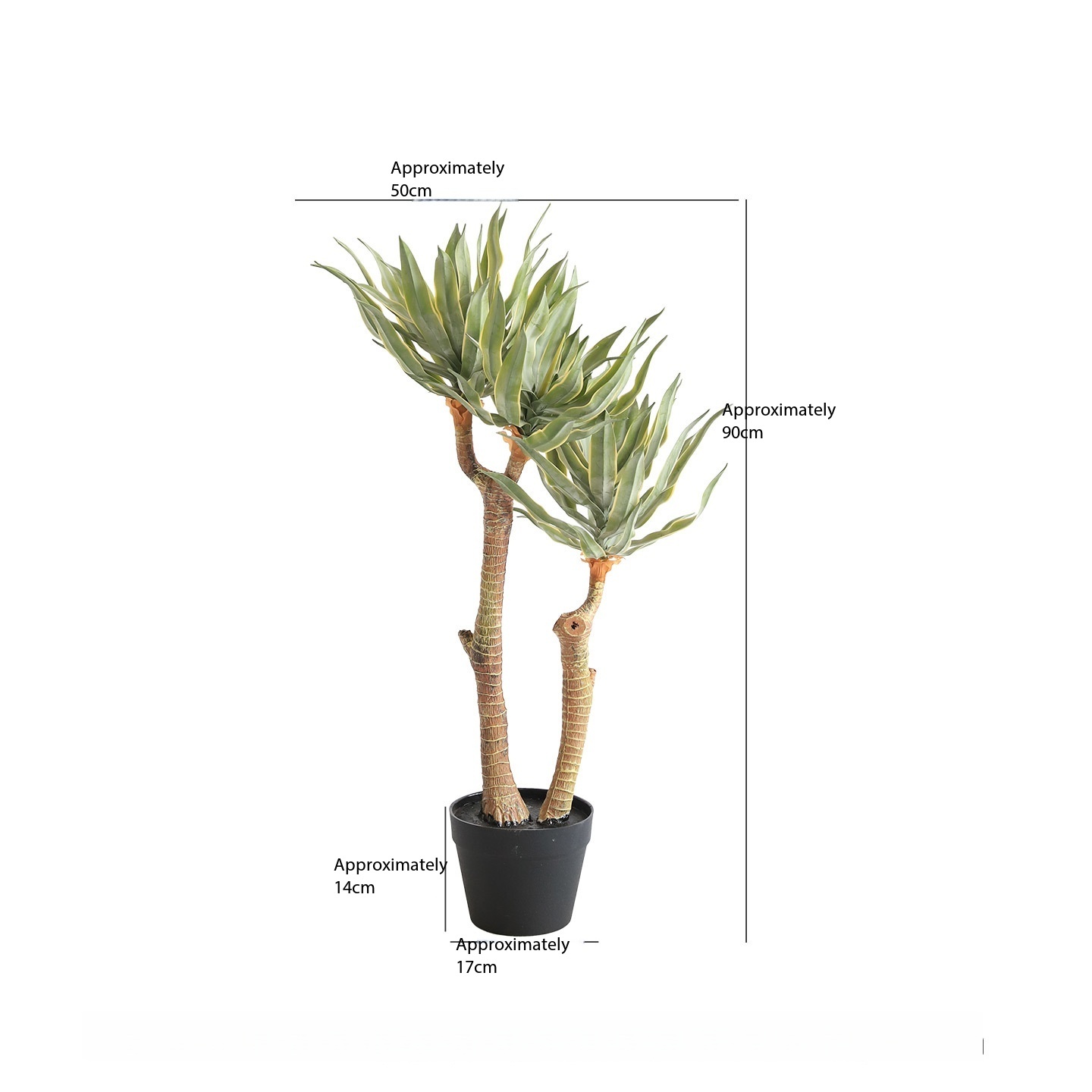 Agave attenuata variegata with 4 heads-90 cm tall