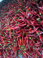 Automatische Chili-droger - Voedselveilige roestvrijstalen gaasbanddroger met PLC-besturingssysteem, hoge vermogens 18kW voedselverwerkingsapparatuur