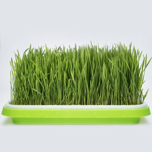 Высокое качество, Лидер продаж, распылительная сушка, растворимость в воде, порошок, пшеничная трава, порошок, порошок, экстракт пшеничной травы - Product Image 4