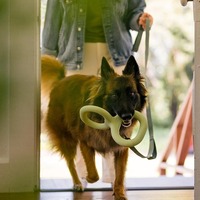 Jouet de traction interactif en TPR durable pour chien, pour l'exercice, le jeu de traction, la mastication et le soulagement du stress, pour chiens de taille moyenne - Vente en gros d'articles pour animaux de compagnie