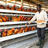 Cage à poulets automatique commerciale de type H, nouvelle génération, à 4 niveaux, empilable, en acier galvanisé, système d'élevage avicole