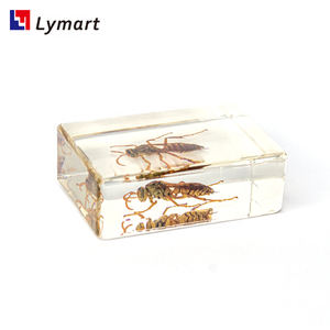 Equipaggiamento didattico trasparente campione in resina di <span class=keywords><strong>calabrone</strong></span> per la <span class=keywords><strong>vespa</strong></span> per l'insegnamento - Product Image 5