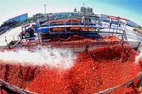 Grote capaciteit hot selling tomaat saus productielijn tomatensaus verwerking machines