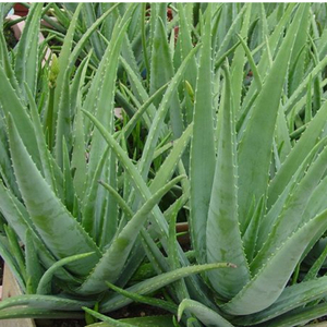 天然アロエベラジェルフリーズドライパウダー100:1 200:1化粧品 - Product Image 3