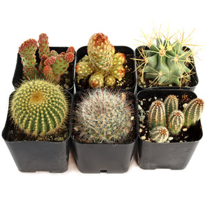 Cactus de Forma Única de Bajo Mantenimiento, Plantas del Desierto Resistentes a la Sequía, Cactus en Maceta Surtidos para Decoración del Hogar y Arreglos DIY - Product Image 2