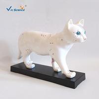 Modelo Anatómico de Acupuntura de Gato a Tamaño Real con Puntos de Meridiano Marcados, Especímen para Entrenamiento Clínico de Veterinaria con Medicina Tradicional China, CE/ISO/ROHS/CNAS