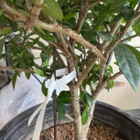 Attaches en fil de papier pré-coupées Fanxing à filament unique pour la fixation des vigne et l'enroulement des tiges de plantes