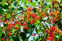 Kersenextractpoeder 13% Anthocyanidinen Puur Natuurlijk Fruitextract voor Gezondheidsproducten