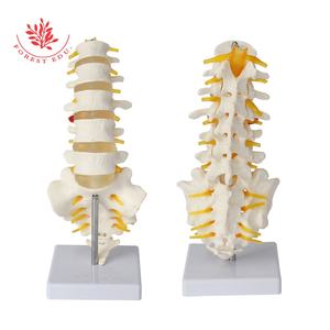 <strong>Lumbar</strong> <strong>Spinal</strong> <strong>Column</strong> Model With Sacral and Coccyx Bones Education Model - Product Image 4