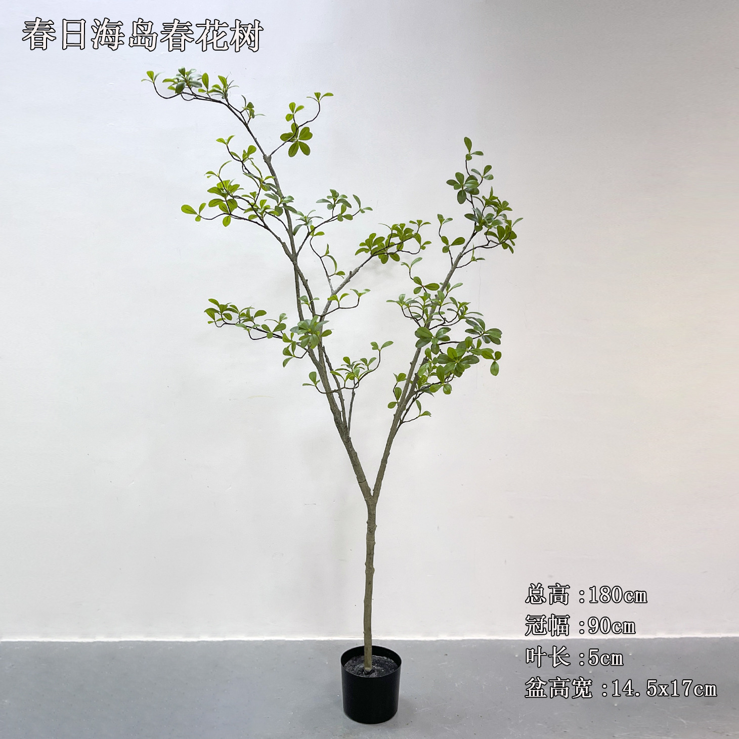 Árboles de flores primaverales de isla, 18 metros de altura, color verde.