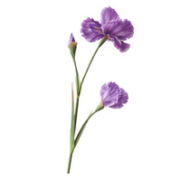 Flores Artificiales de Iris, Ramo de 3 Cabezas, 76 cm, Color Morado, Estilo Bohemio, para Decoración de Sala de Estar, Bodas y Fotografía