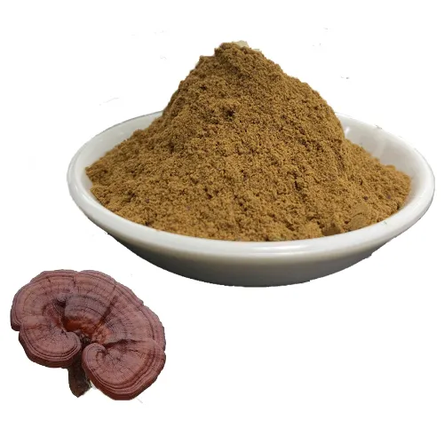High Quality Ganoderma Extract Pure Reishi Mushroom Extract Ganoderma Lucidum