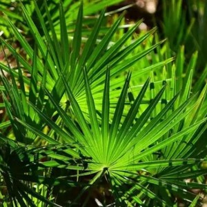 Bubuk serrula kemurnian tinggi, larut dalam air sepenuhnya, pasokan besar - Product Image 4