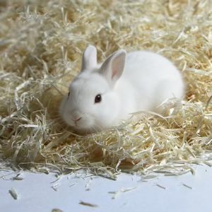 DongnaiPETS OEM Litière pour chat en copeaux de bois d'ASPEN 100% naturel, écologique, sans poussière, contrôle des odeurs supérieur, hautement absorbante, pour petits chats - Product Image 2