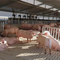 Bâtiment de Ferme Porcine à Structure en Acier Personnalisable et Durable