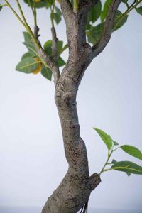 150Cm Citrus Mô Phỏng Nhựa Nhà Máy Không Mùi Nhà Sản Xuất Trang Chủ Trang Trí Sân Vườn Bonsai Thực Tế Nhân Tạo Cây Chanh - Product Image 4