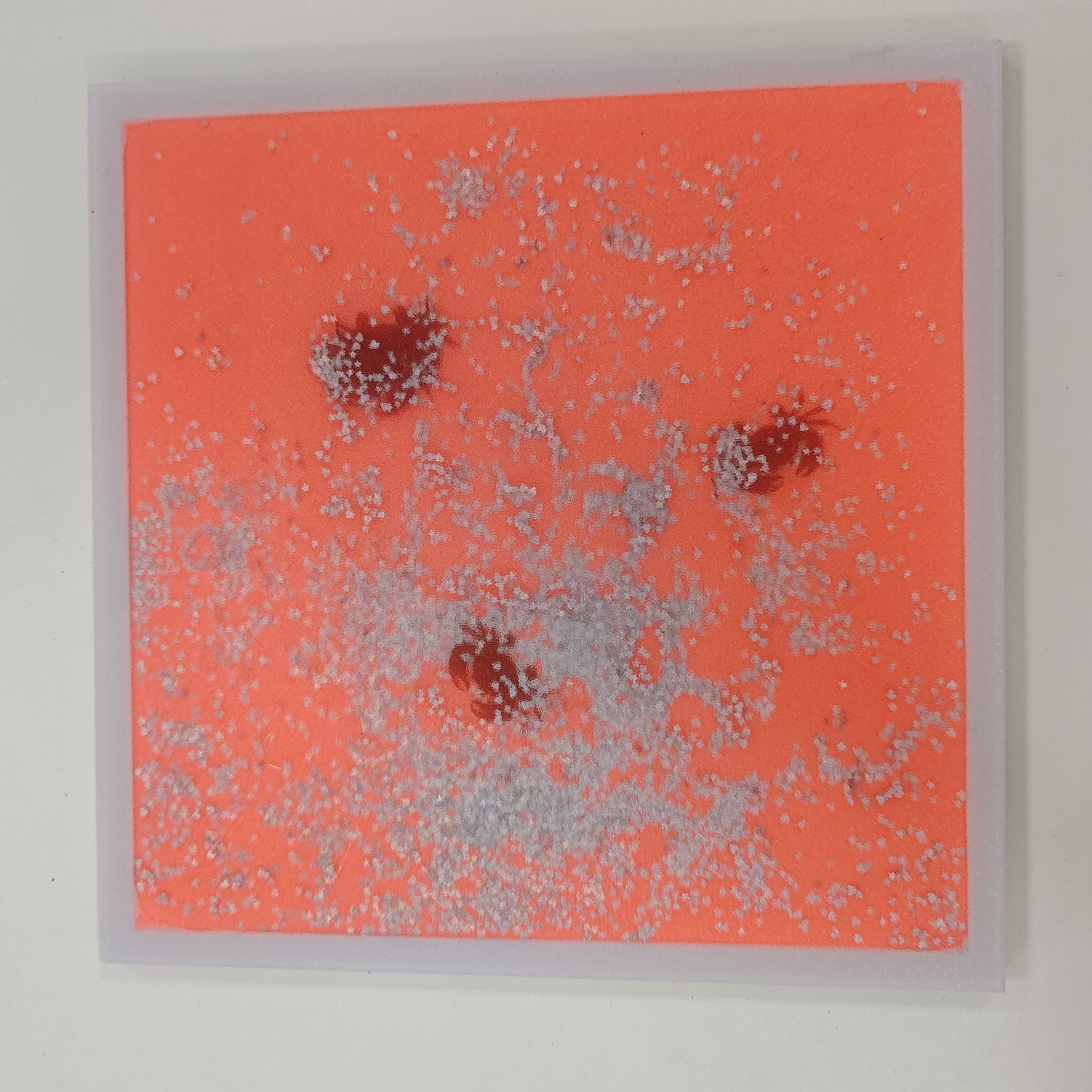 ส่วนปูทะเลสีชมพู