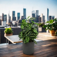 Plantes artificielles en pot en plastique OEM pour comptoir, Monstera en pot de céramique, décoration moderne pour jardin et maison, vert, très vendues en Europe