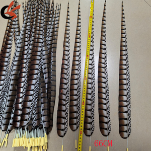 Plumas <span class=keywords><strong>de</strong></span> Faisán Lady Amherst Baratas <span class=keywords><strong>de</strong></span> 90 cm, Plumas <span class=keywords><strong>de</strong></span> Faisán Artificiales para Disfraces <span class=keywords><strong>de</strong></span> Carnaval, Decoración <span class=keywords><strong>de</strong></span> Vestidos para Espectáculos - Product Image 6