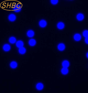Monodisperse Blue carboxyl microspheres ชุดเครื่องแบบขนาดอนุภาคสำหรับการทดสอบการไหลด้านข้าง immobilizationandlaboratoryresearch - Product Image 1