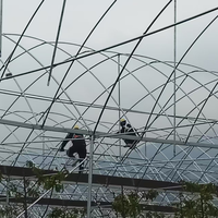 Serre agricole en film plastique pour tomates, modèle tête de vache espagnole, avec structure métallique, pour horticulture tropicale, prix