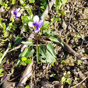 Zi Hua Di Ding Wildkräuter Natürliche Rohe HERBA VIOLA Viola <span class=keywords><strong>Yedoensis</strong></span> NICHT Extraktiert zum Verkauf - Product Image 4