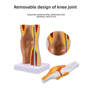 Modelo Anatómico Funcional <span class=keywords><strong>de</strong></span> <span class=keywords><strong>Rodilla</strong></span> Humana Desmontable con Estructura <span class=keywords><strong>de</strong></span> Piel, Músculos y Ligamentos <span class=keywords><strong>para</strong></span> Enseñanza Médica - Product Image 4
