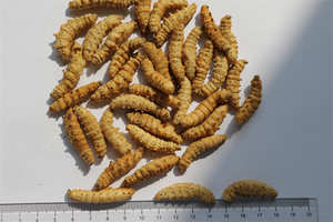 อาหารแห้งฟรีซดรายจากตัวอ่อนหนอนไหม 100% จากธรรมชาติ โปรตีนสูง สำหรับสัตว์พันธุ์เล็ก เป็นมิตรต่อสิ่งแวดล้อม บำรุงสุขภาพผิวหนังและขนด้วยสารสกัดจากหนังปลา - Product Image 4