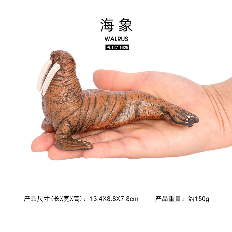 1629 วอลรัส