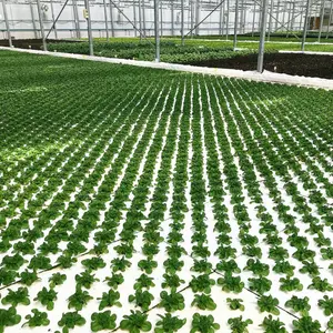 温室水培浮筏DWC种植床温室浮筏种植蔬菜用于商业温室
