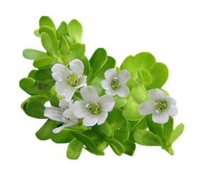 Ekstrak Tanaman Berkualitas Tinggi Healthway <span class=keywords><strong>Bacopa</strong></span> <span class=keywords><strong>Monnieri</strong></span> <span class=keywords><strong>50</strong></span> Bacosides Bubuk Ekstrak <span class=keywords><strong>Bacopa</strong></span> <span class=keywords><strong>Monnieri</strong></span> - Product Image 2