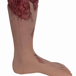 Modelo anatómico forense de extremidades inferiores y piernas para fines médicos y médicos - Product Image 1