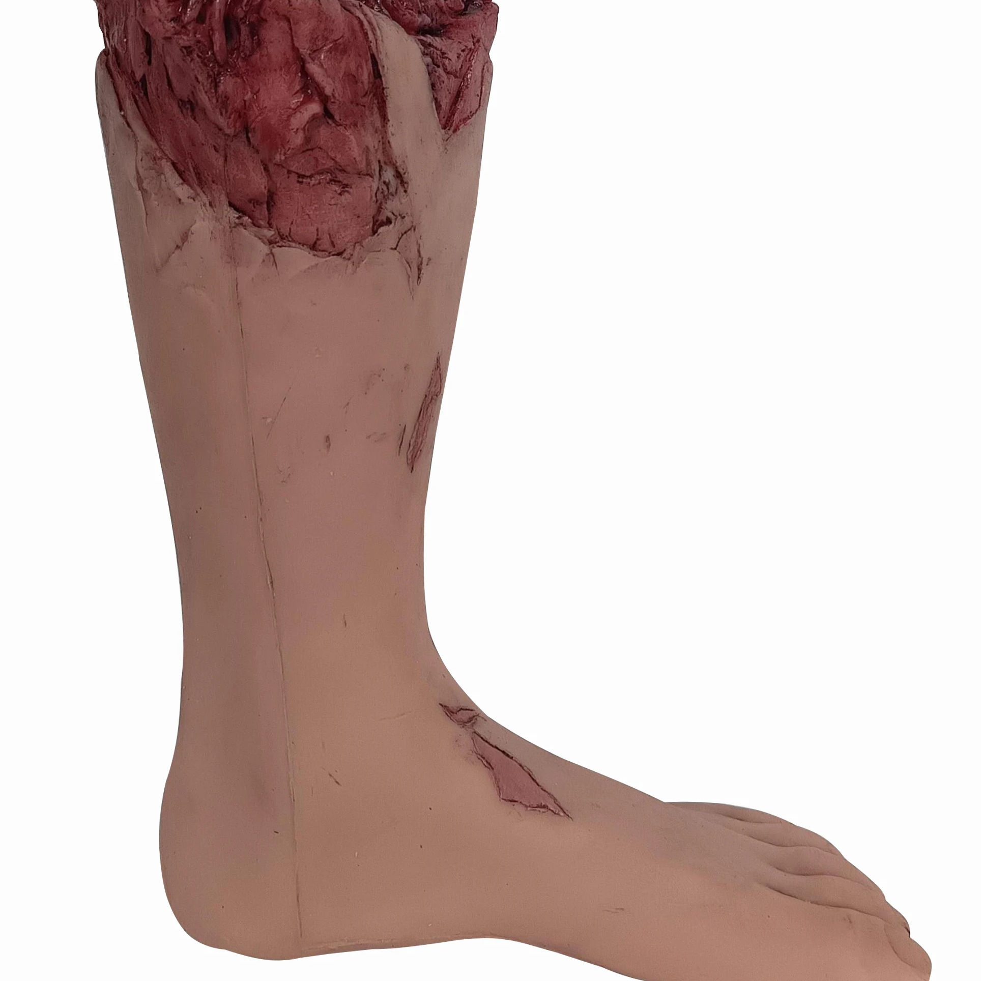 Modelos anatómicos de las extremidades inferiores Herramientas