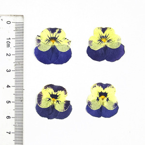 <span class=keywords><strong>Viola</strong></span> ชุดดอกไม้อัดแข็งสามสีตัวอย่างดอกไม้จริงสำหรับงานฝีมือ DIY โคมไฟดอกไม้จริงกรอบรูปขายส่ง - Product Image 6