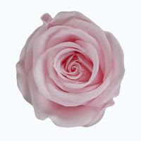Vente en gros de fleurs conservées aux couleurs décoratives personnalisées, tête de rose éternelle, roses conservées pour toujours