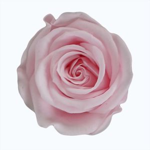 Vente en gros <span class=keywords><strong>de</strong></span> fleurs conservées aux couleurs décoratives personnalisées, tête <span class=keywords><strong>de</strong></span> rose éternelle, roses conservées pour toujours - Product Image 4