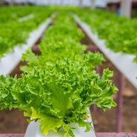 Serre solaire de jardin en film plastique PVC, kit complet avec canaux NFT pour culture hydroponique, qualité alimentaire, grande taille, 10 ans de garantie